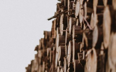 L’innovation dans les scieries : Automatisation et efficacité au cœur des défis actuels